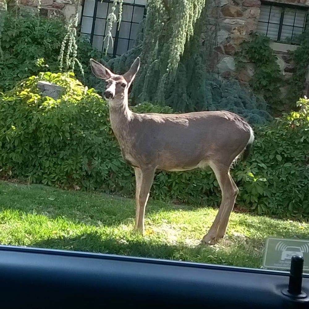 Meet your Posher, Nicolina